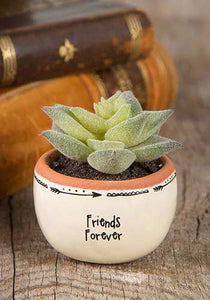 Natural Life friends forever succulent