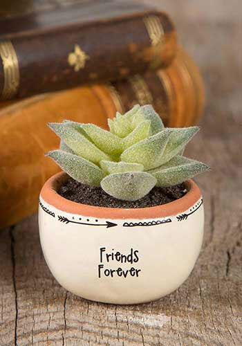 succulent friends Natural Life friends forever succulent